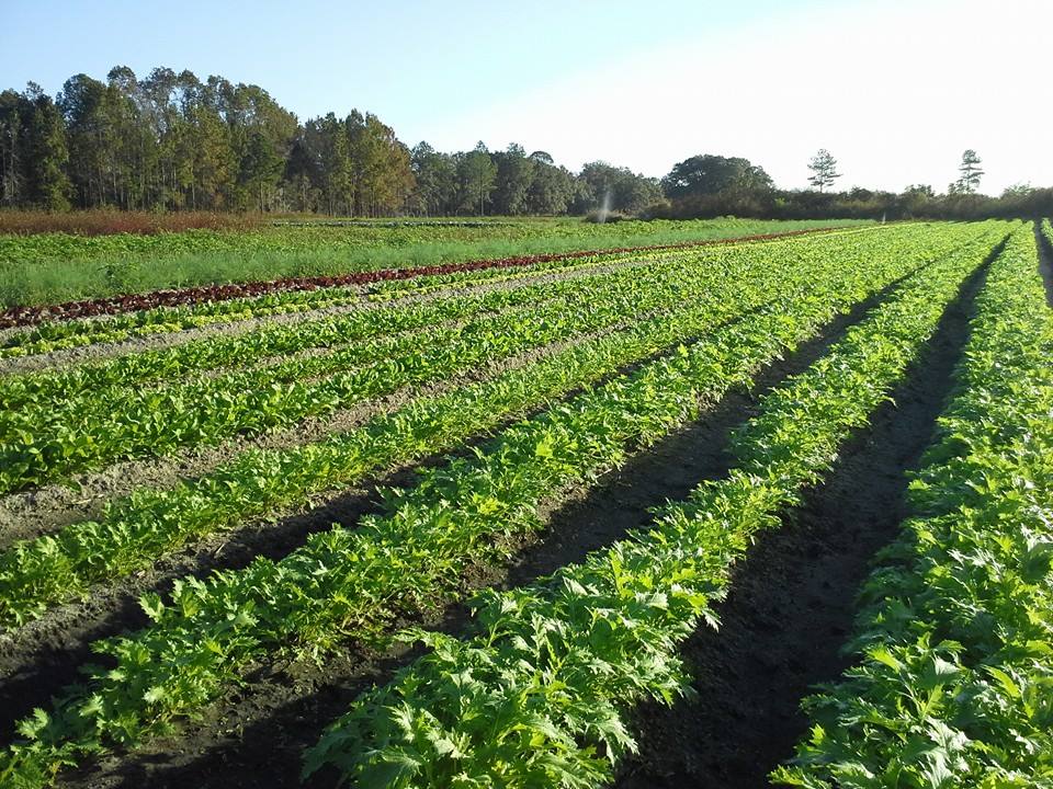 Farm Frog Song