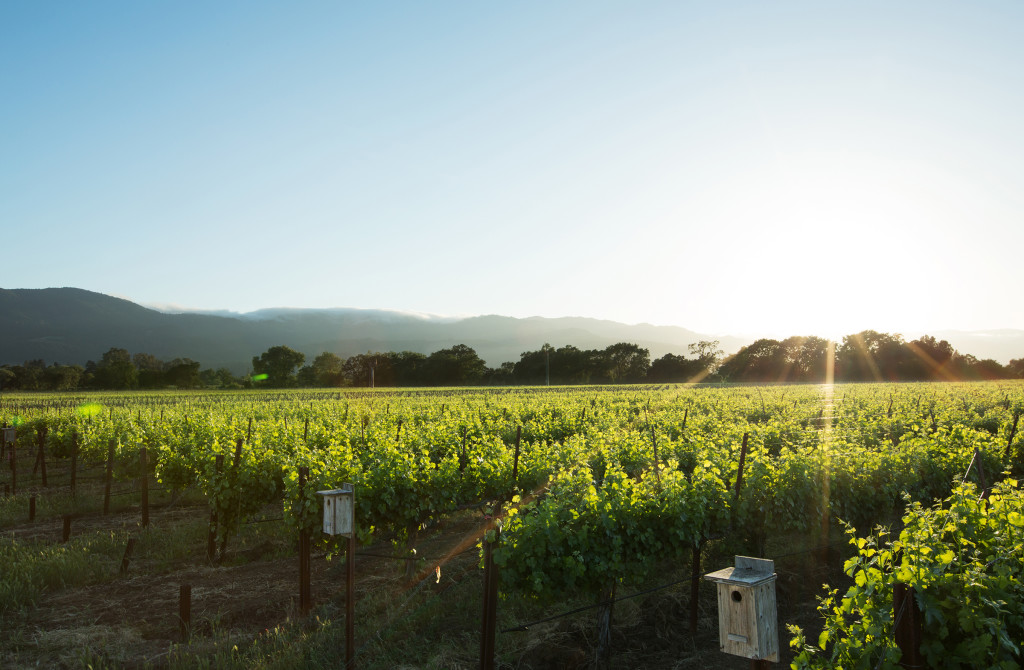 vineyard-with-birdhouses-smaller